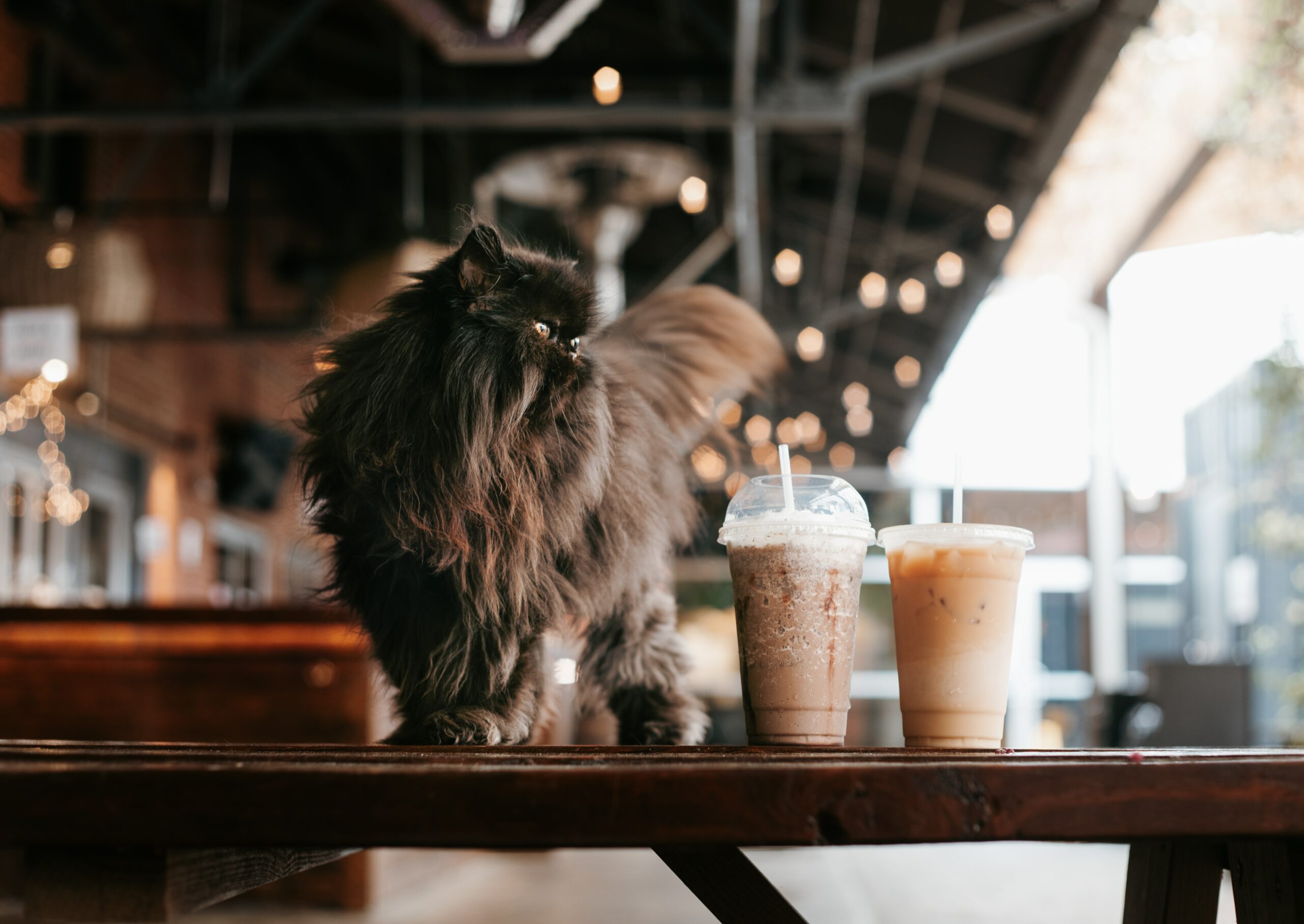 Where to Dine with Your Furry Friend: Pet-Friendly Establishments in Metro Manila