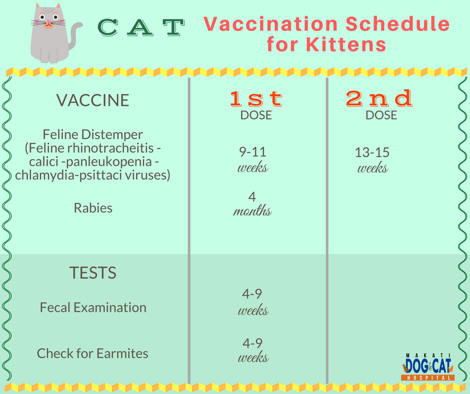Cat Vaccination Schedule for Kittens