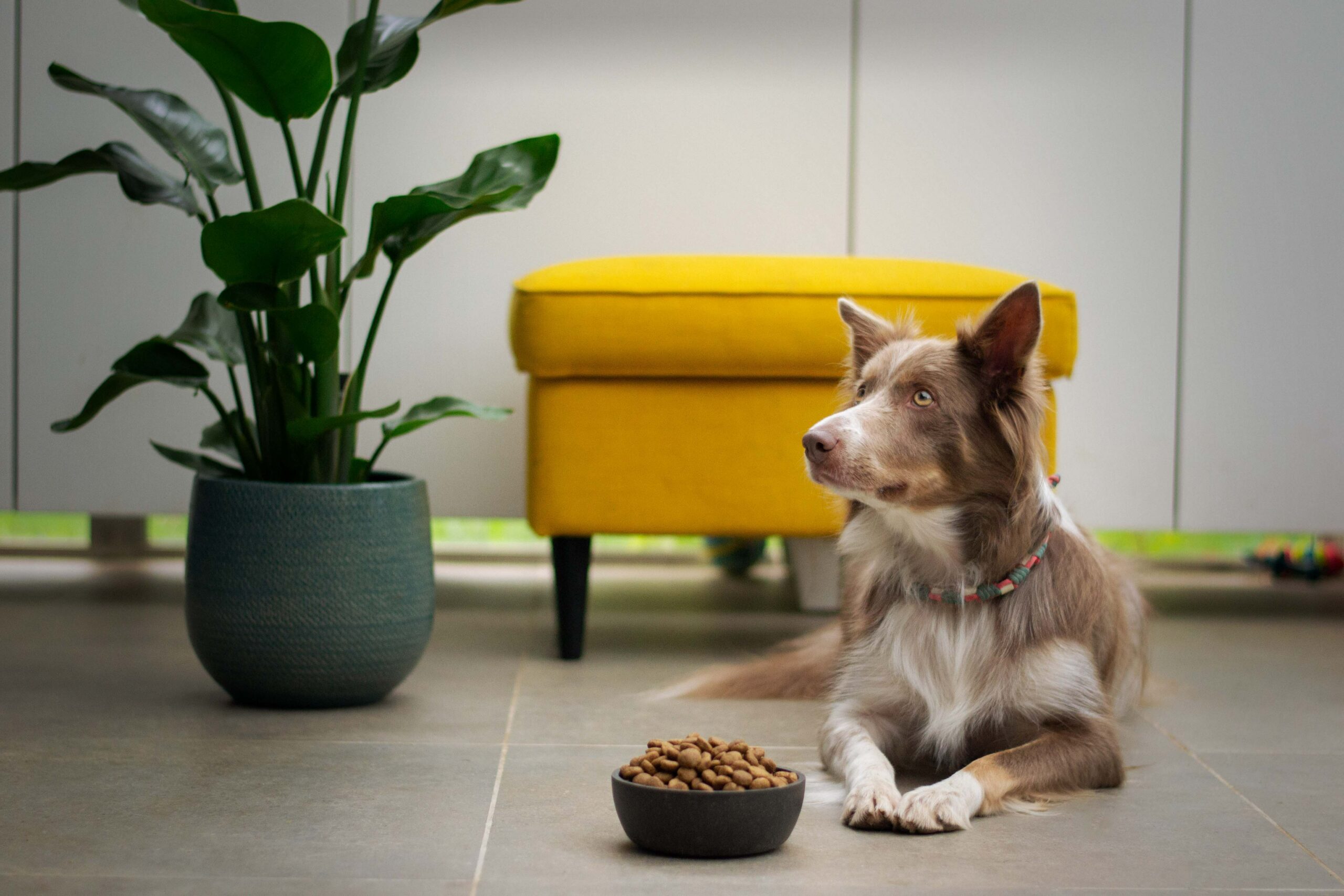 Choosing the Best Diet for Your Furry Friend: Exploring the Different Kinds of Dog Food