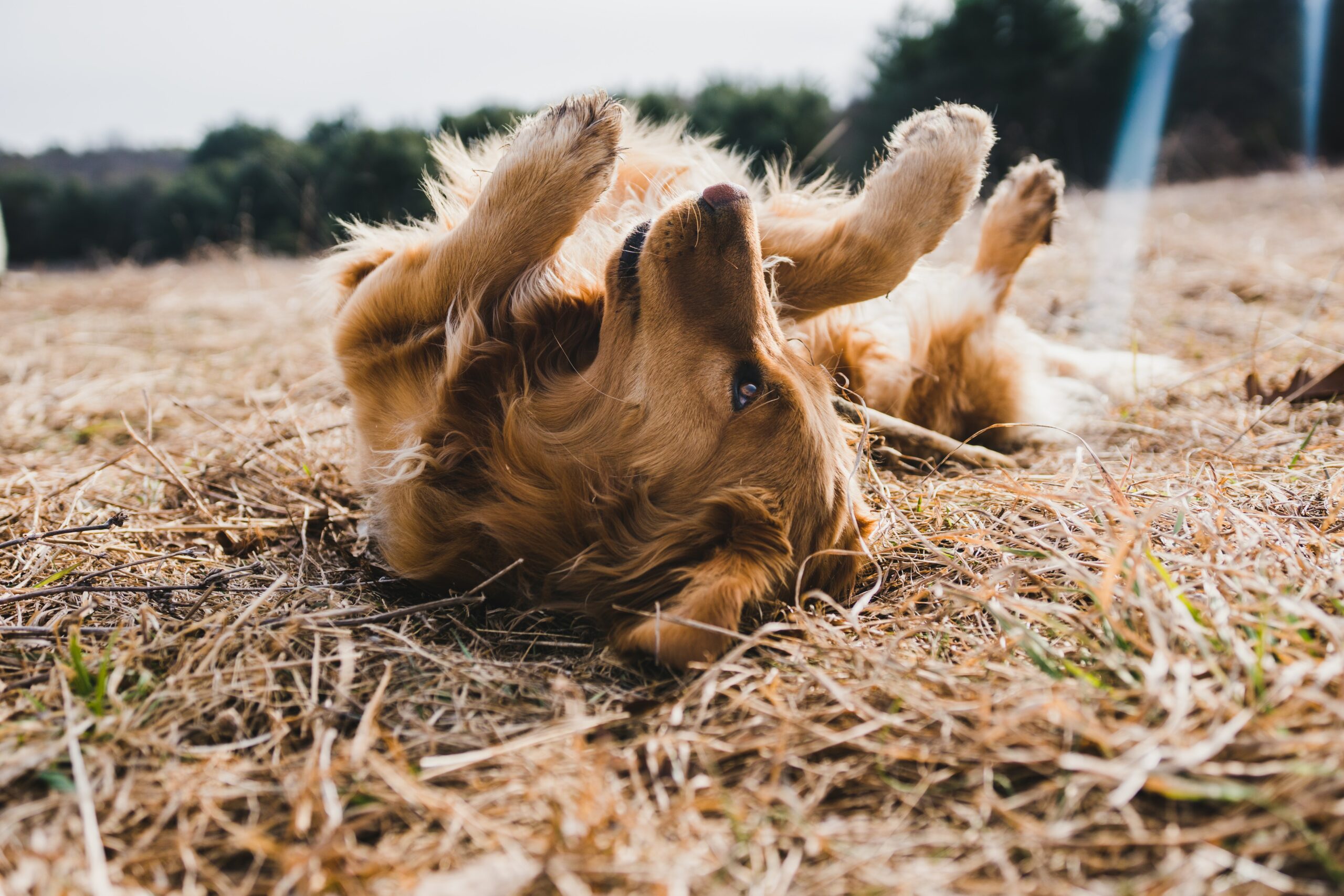 How to Treat Your Pets’ Fleas
