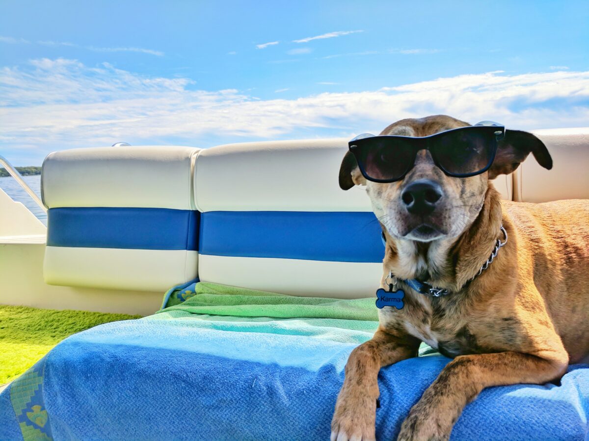 brown dog wearing sunglasses