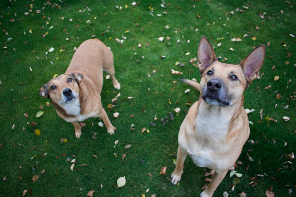 dog fosters