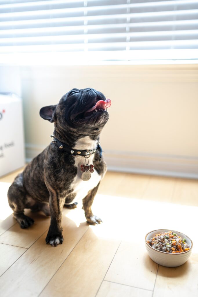 french bulldog with homemade dog food