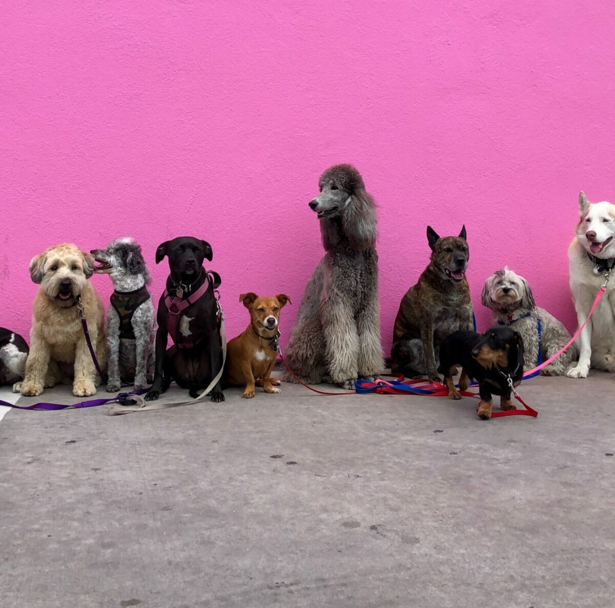 Pink Wall Full of Dogs