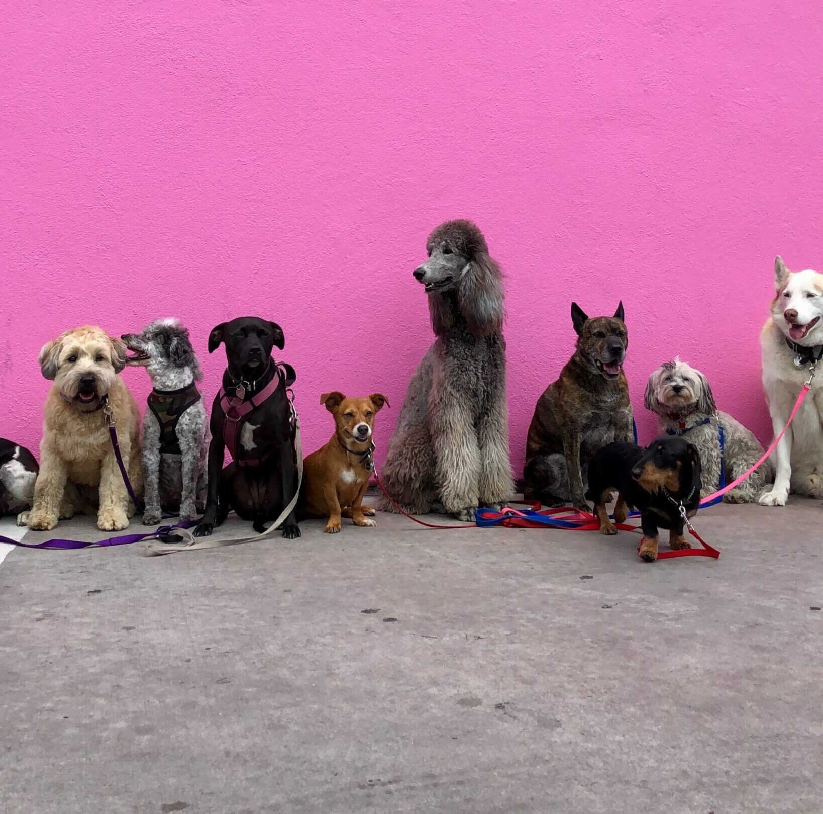 Top Dog Breeds in the Philippines in 2023
