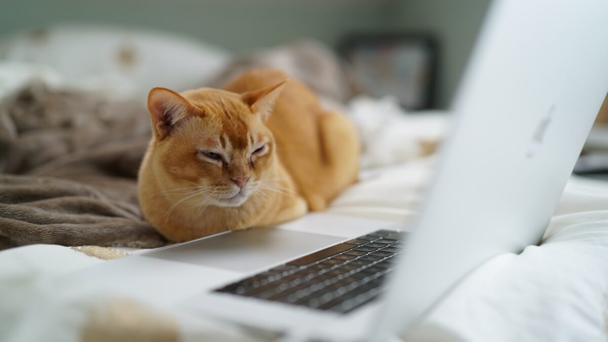 orange cat near laptop computer
