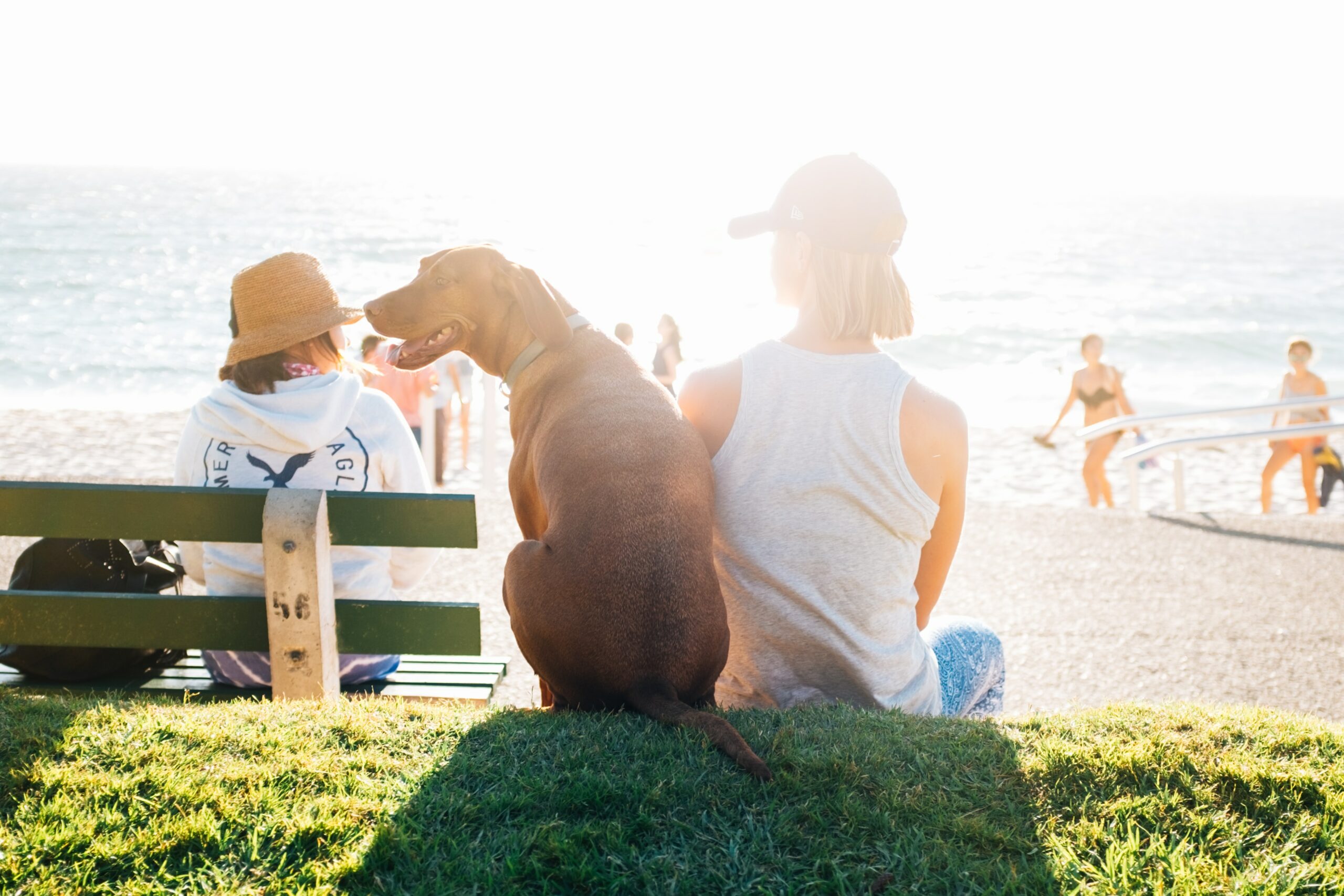 Top 5 Essential Tips for Owning a Happy and Healthy Dog