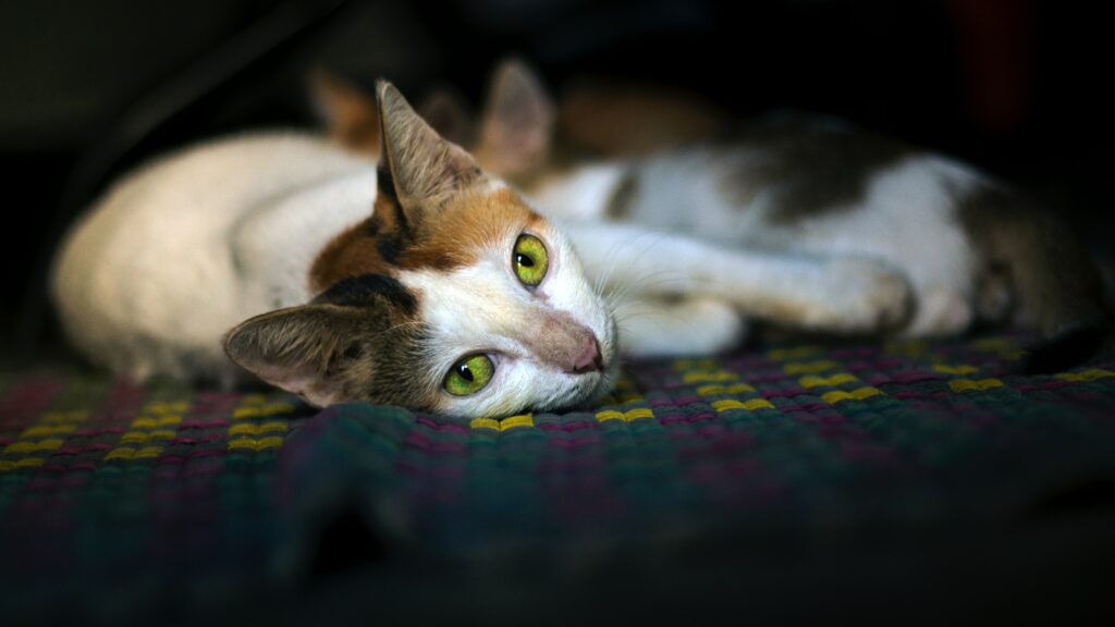 white and brown cat