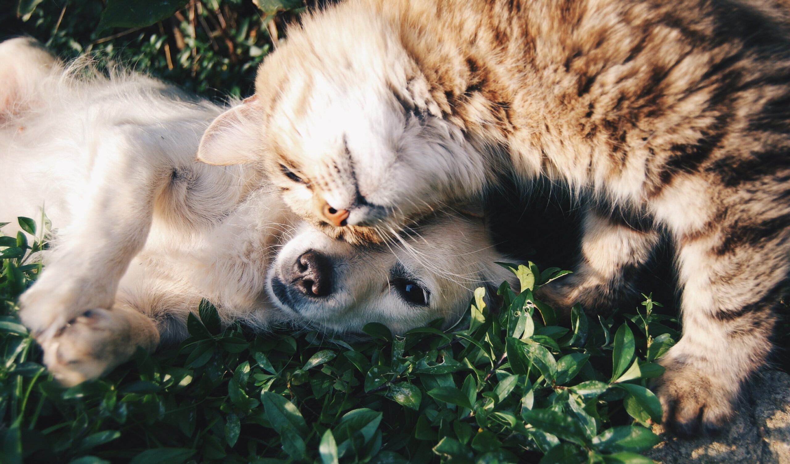 10 Reasons Why Rescue Pets Are the Best