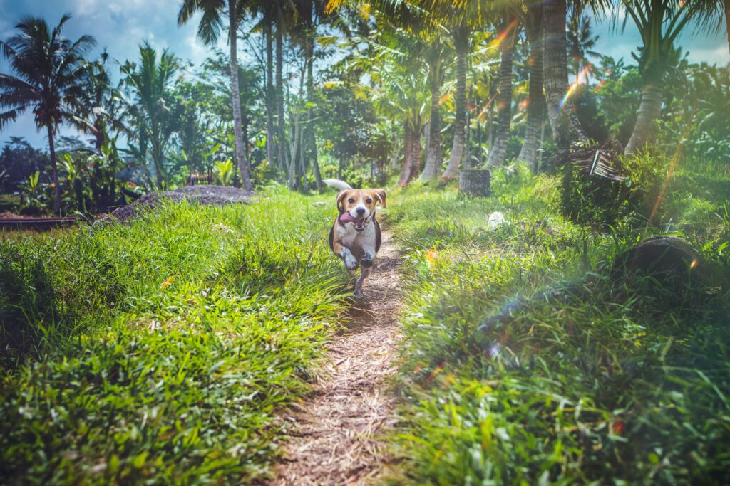running dog