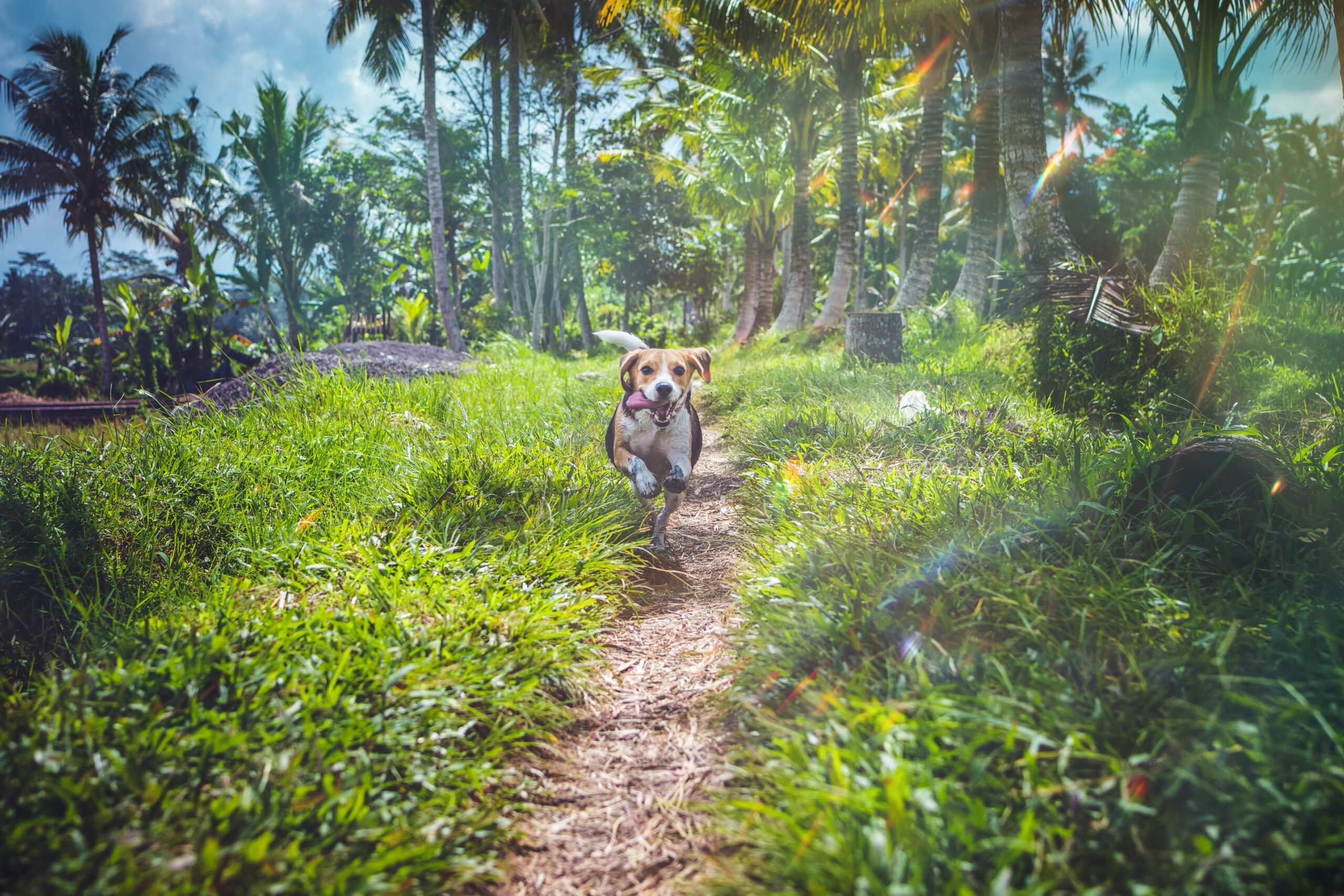 How to Prevent Heatstroke in Pets in the Philippines