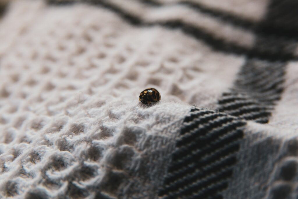 Tick