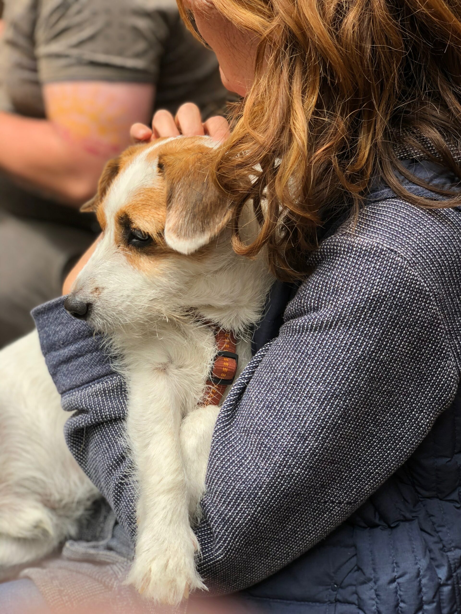 Adopt, Don’t Shop: The Benefits of Rescuing a Pet