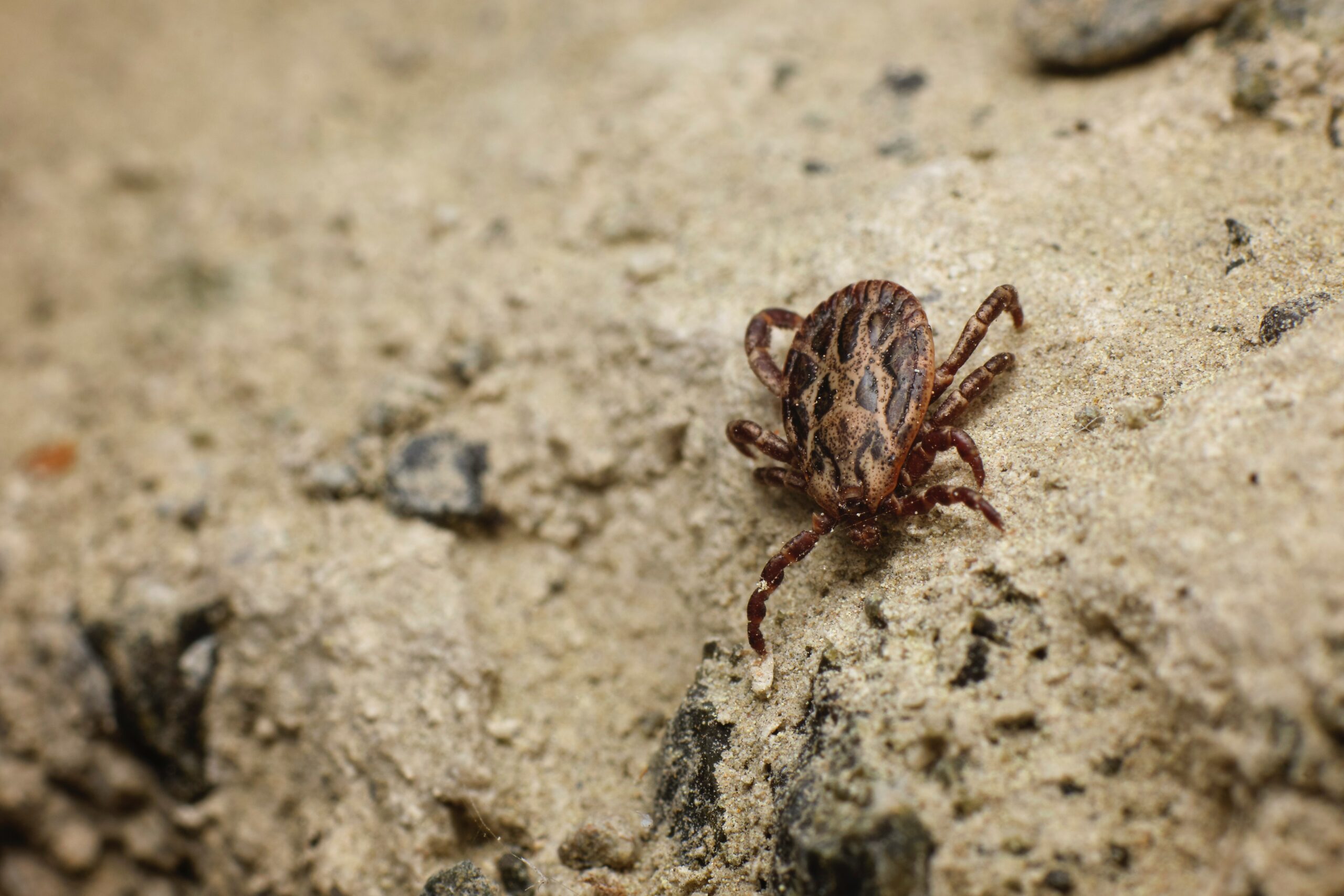 Tick Prevention 101: How to Safeguard Your Home from Tick Infestations with Pets