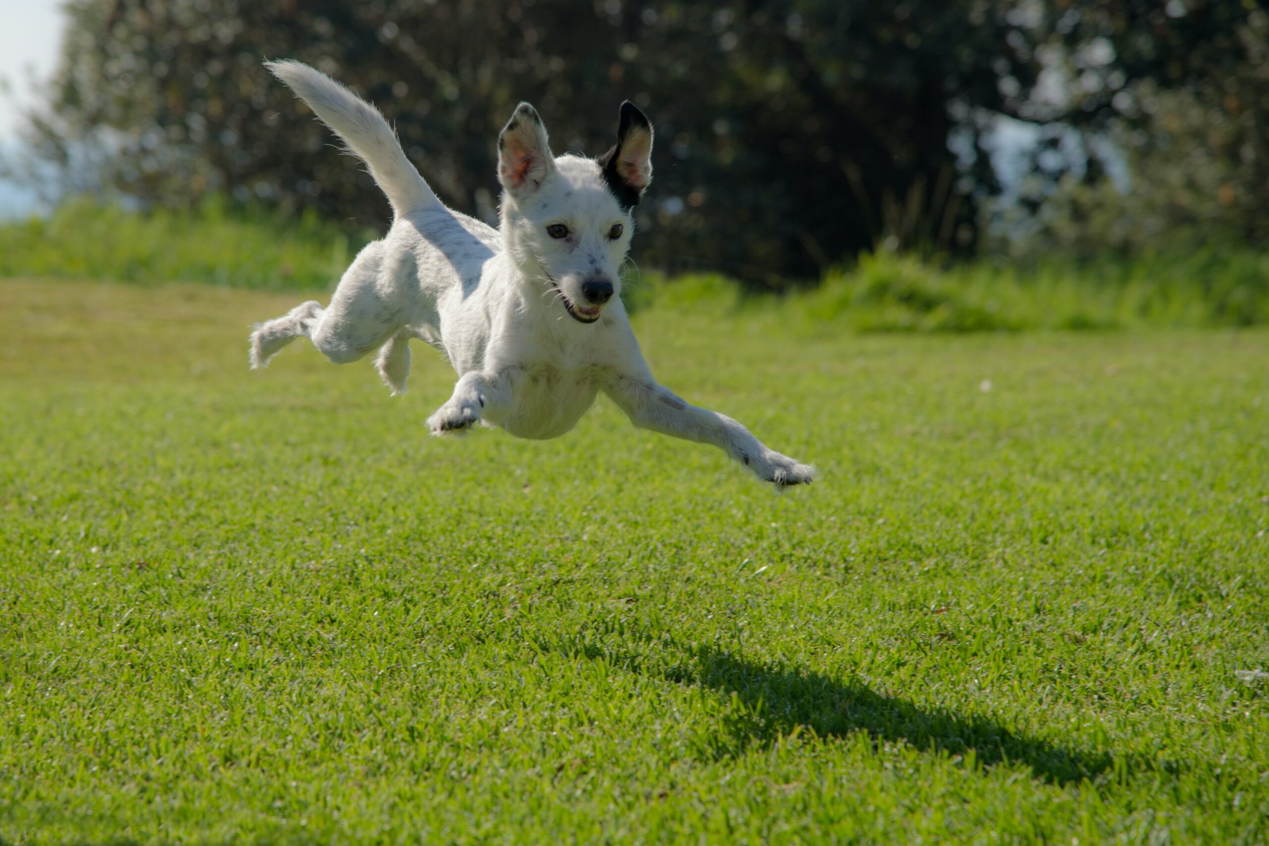 The Therapeutic Power of Pets