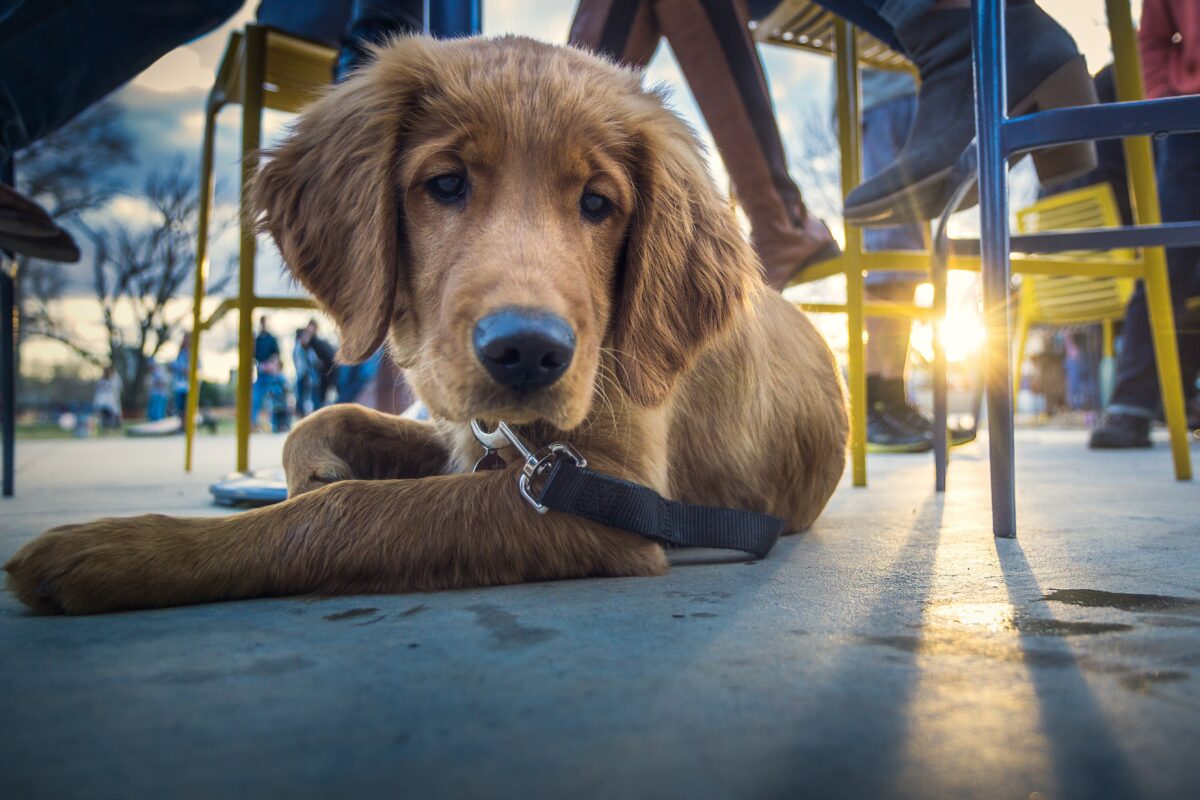 Always take care of your pets whenever in a public place