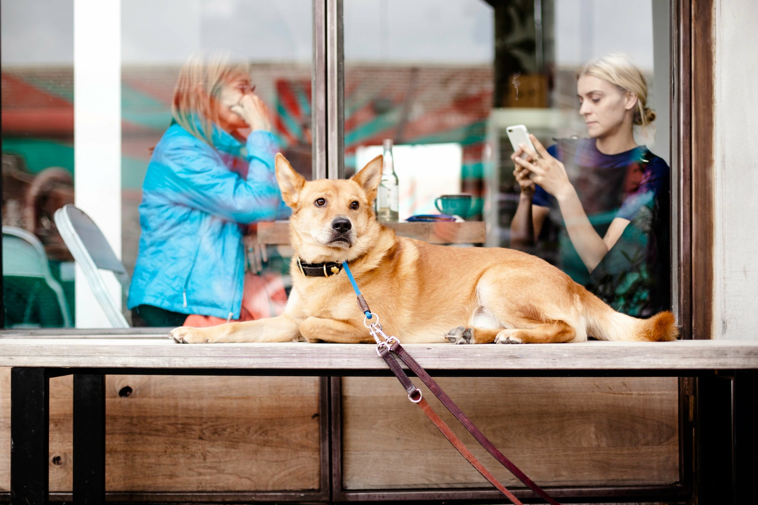 Choosing the Perfect Pet-Friendly Cafe